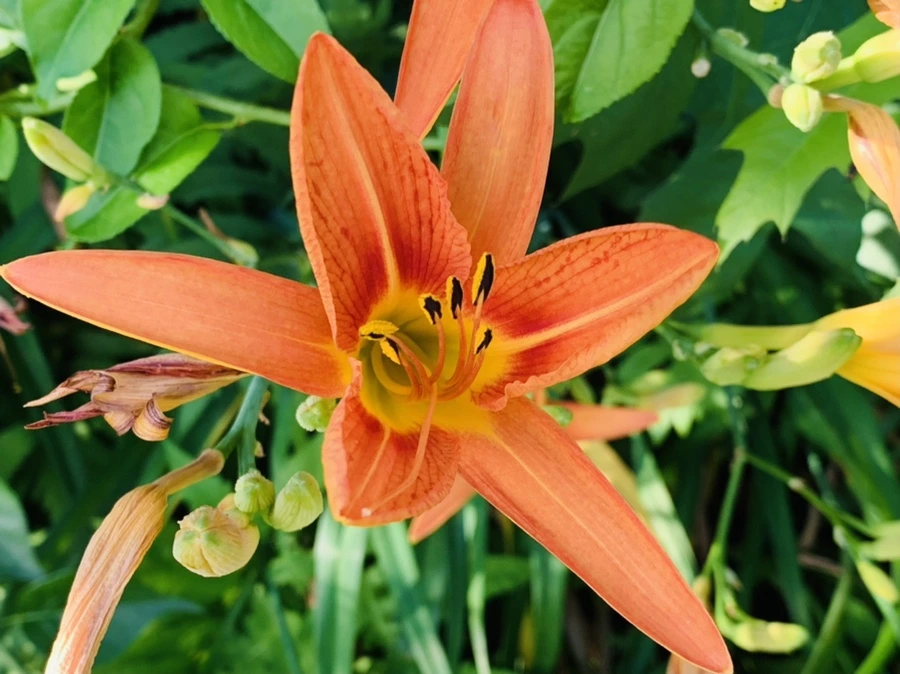 IMG_5259.jpg?type=w966