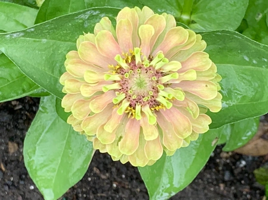 IMG_9558.jpg?type=w966