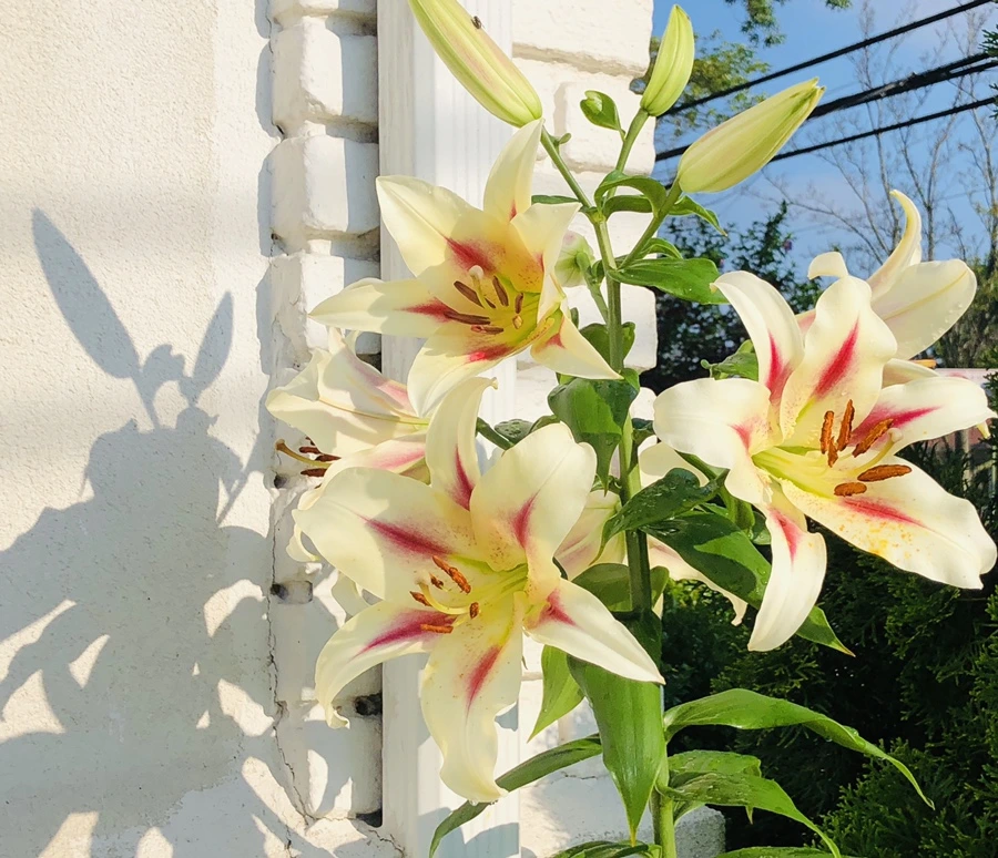 IMG_1916.jpg?type=w966