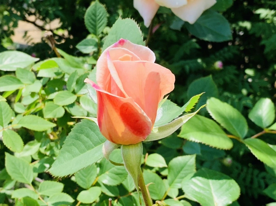 IMG_4294.jpg?type=w966