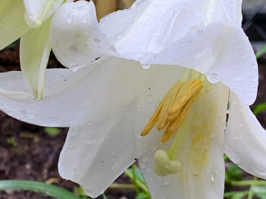 IMG_0106.jpg?type=w966