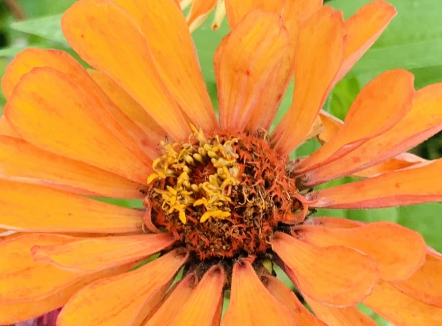 IMG_7003.jpg?type=w966