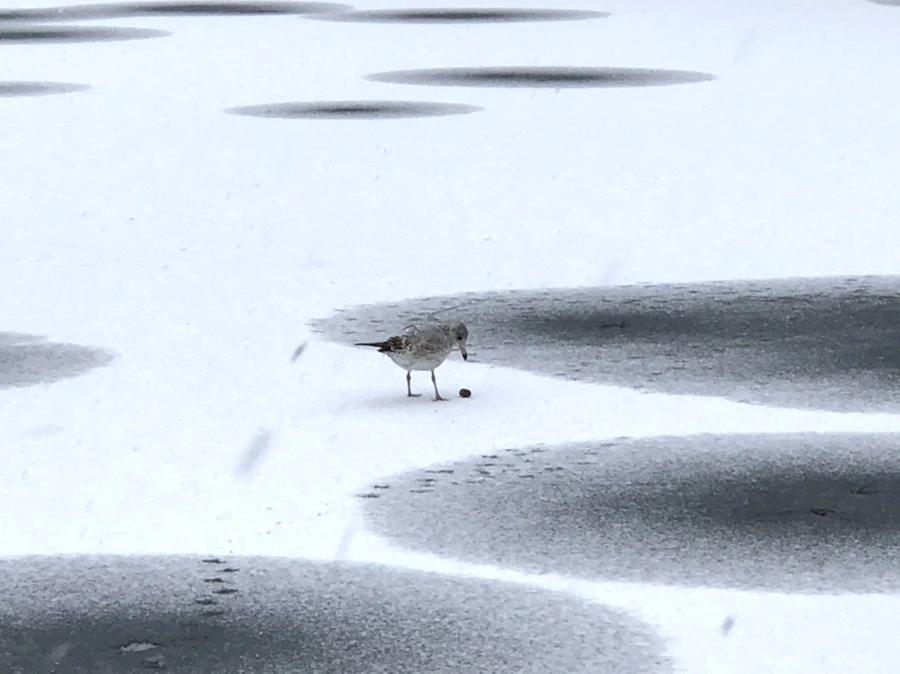 IMG_5986.jpg?type=w966