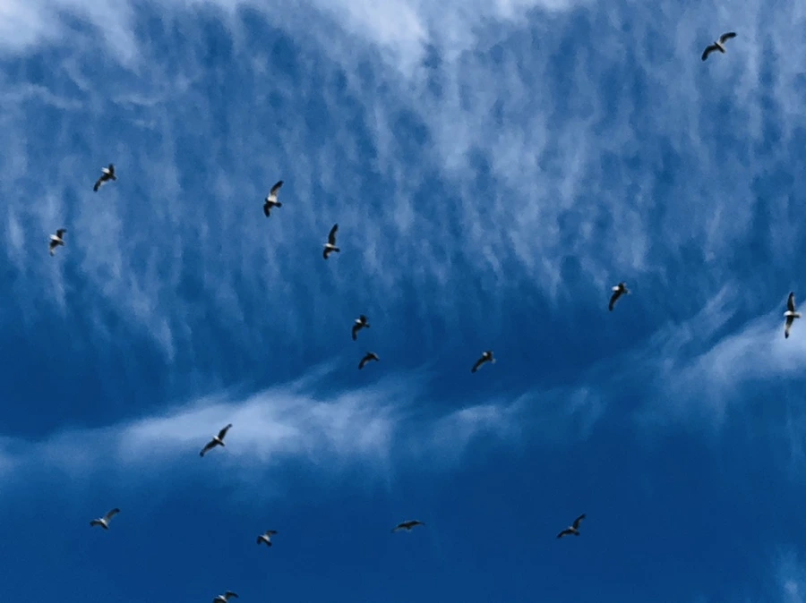 IMG_4728.jpg?type=w966