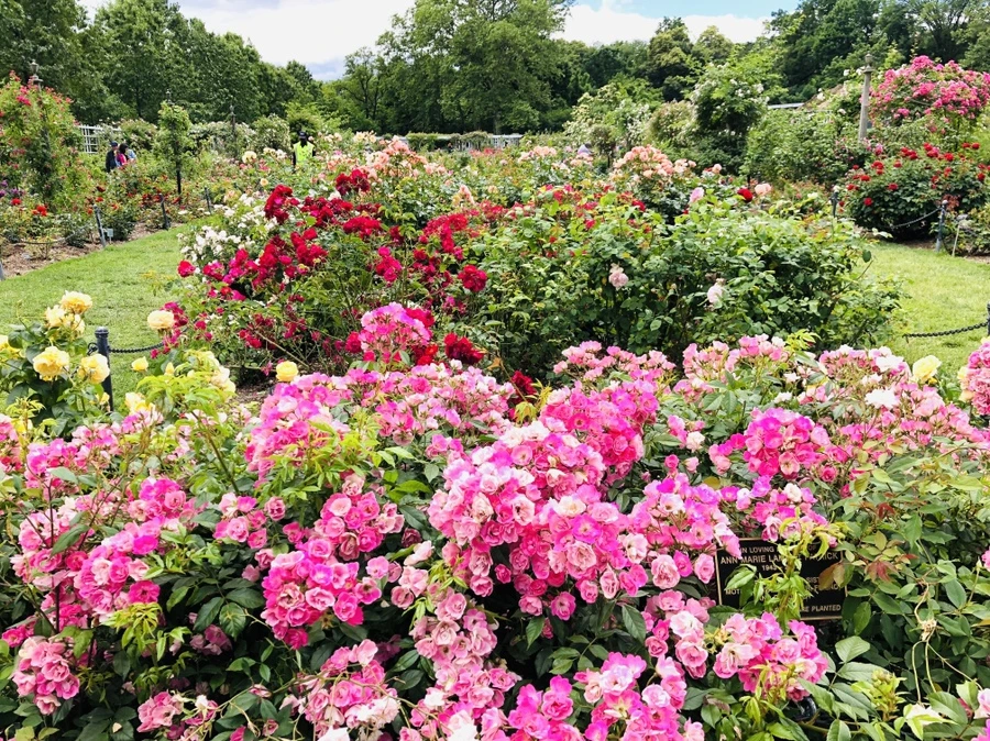 IMG_5998.jpg?type=w966