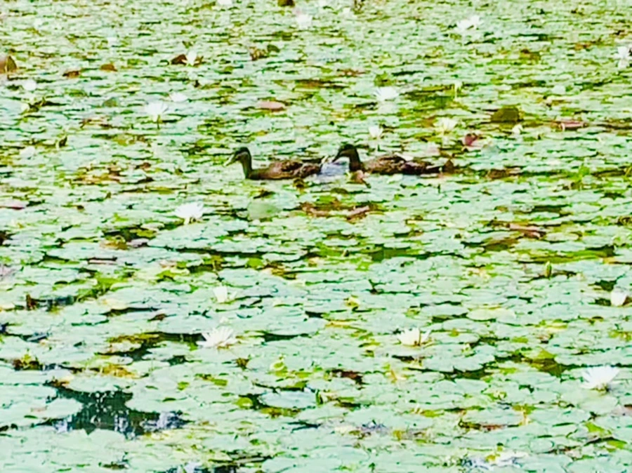 IMG_9150.jpg?type=w966