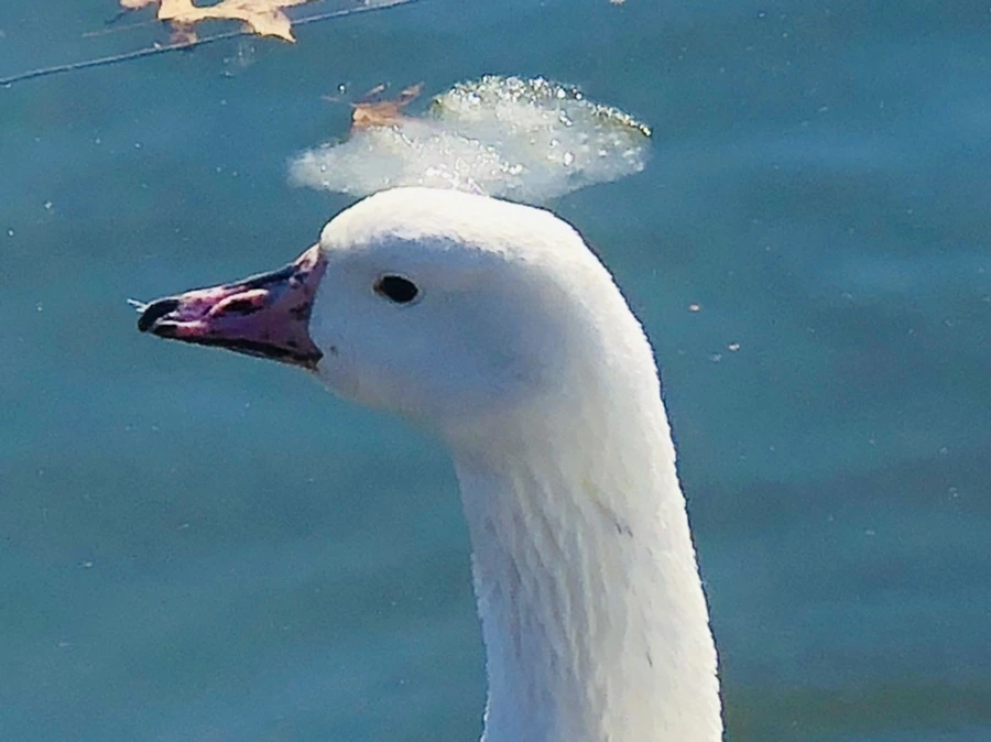 IMG_5227.jpg?type=w966