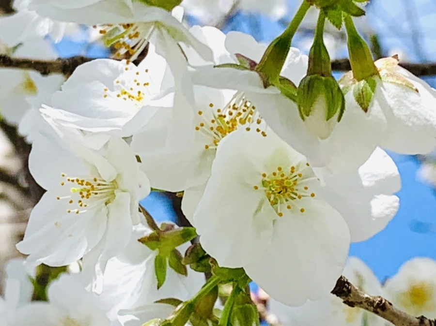 IMG_8359.jpg?type=w966