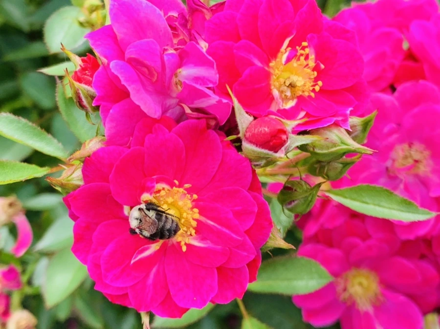 IMG_4920.jpg?type=w966