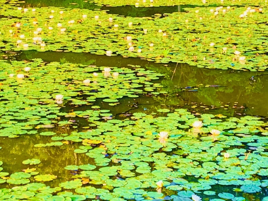 IMG_1083.jpg?type=w966