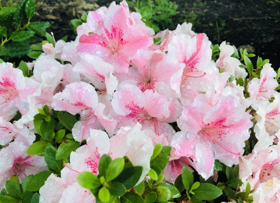 IMG_0051.jpg?type=w966