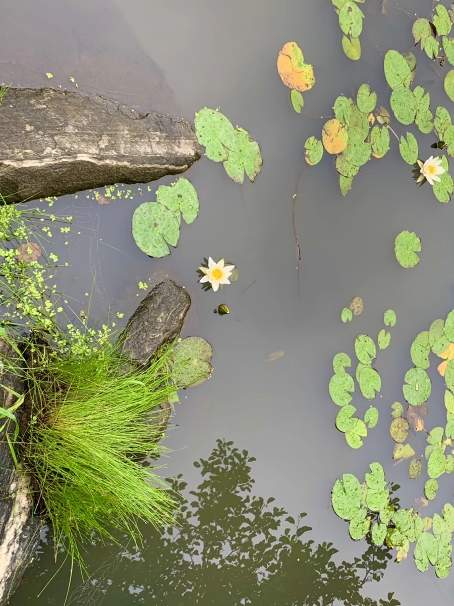 IMG_4851.jpg?type=w966