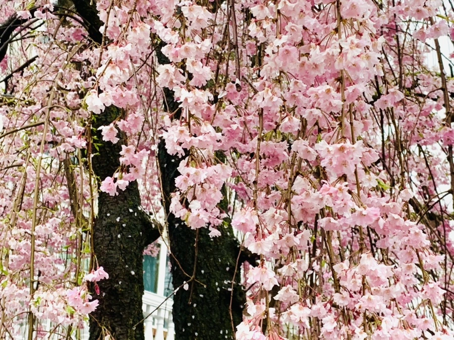 IMG_2318.jpg?type=w966