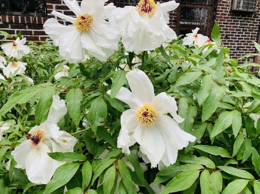 IMG_9665.jpg?type=w966