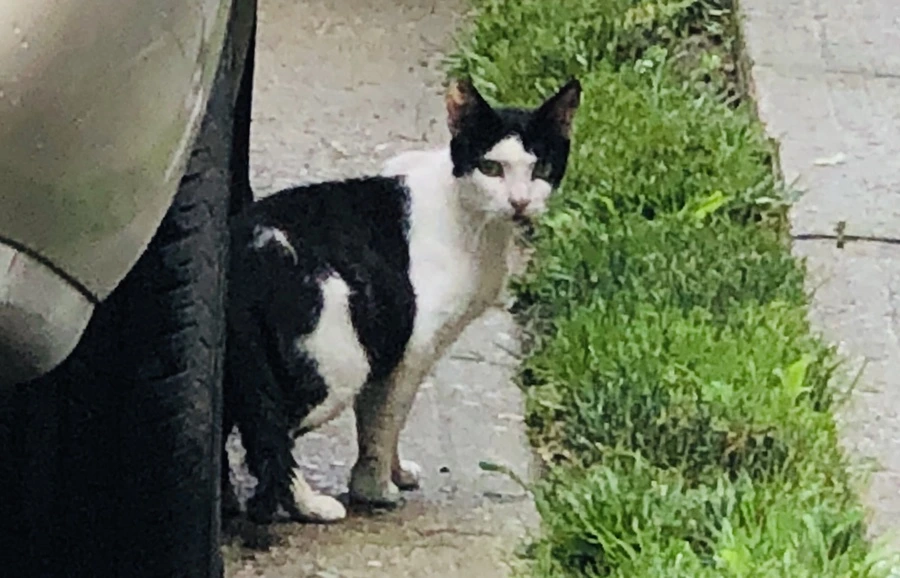 IMG_2079.jpg?type=w966