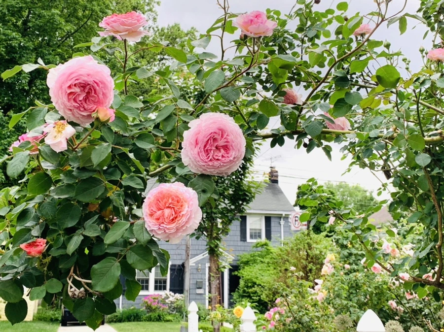 IMG_5958.jpg?type=w966