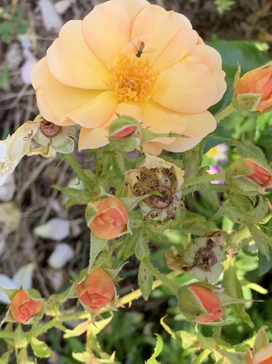 IMG_3087.jpg?type=w966