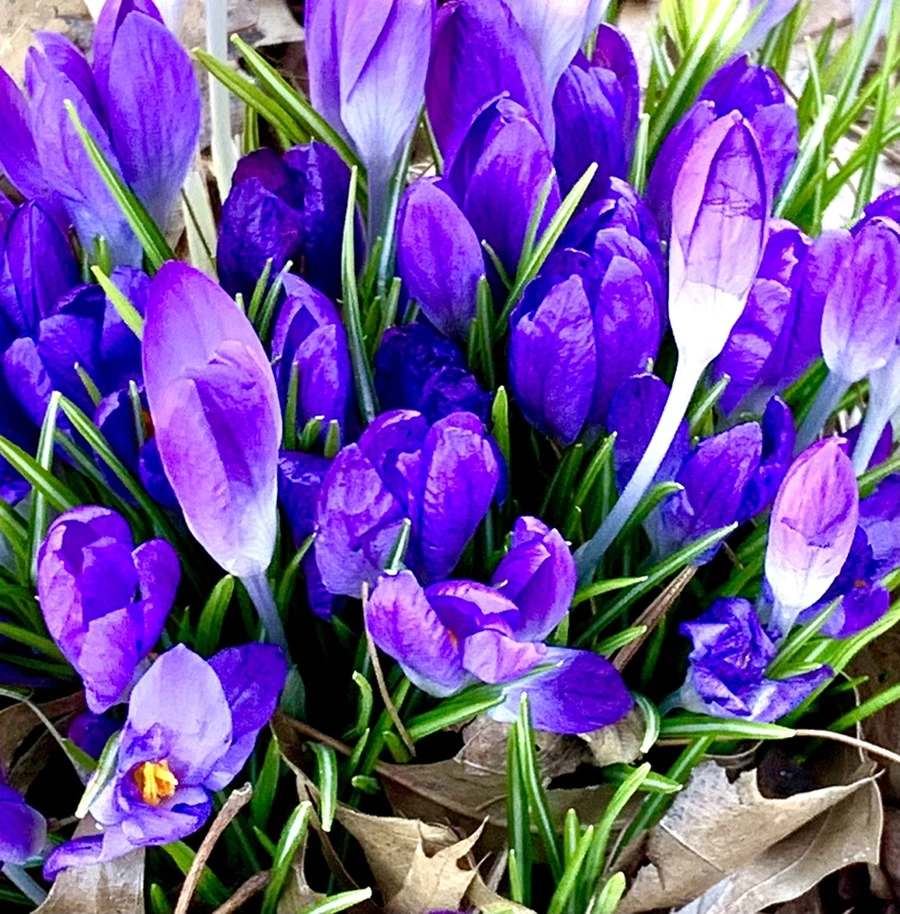 IMG_1491.jpg?type=w966