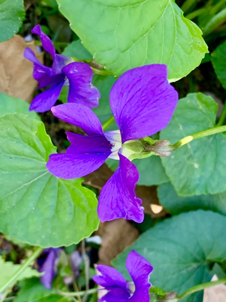 IMG_8326.jpg?type=w966