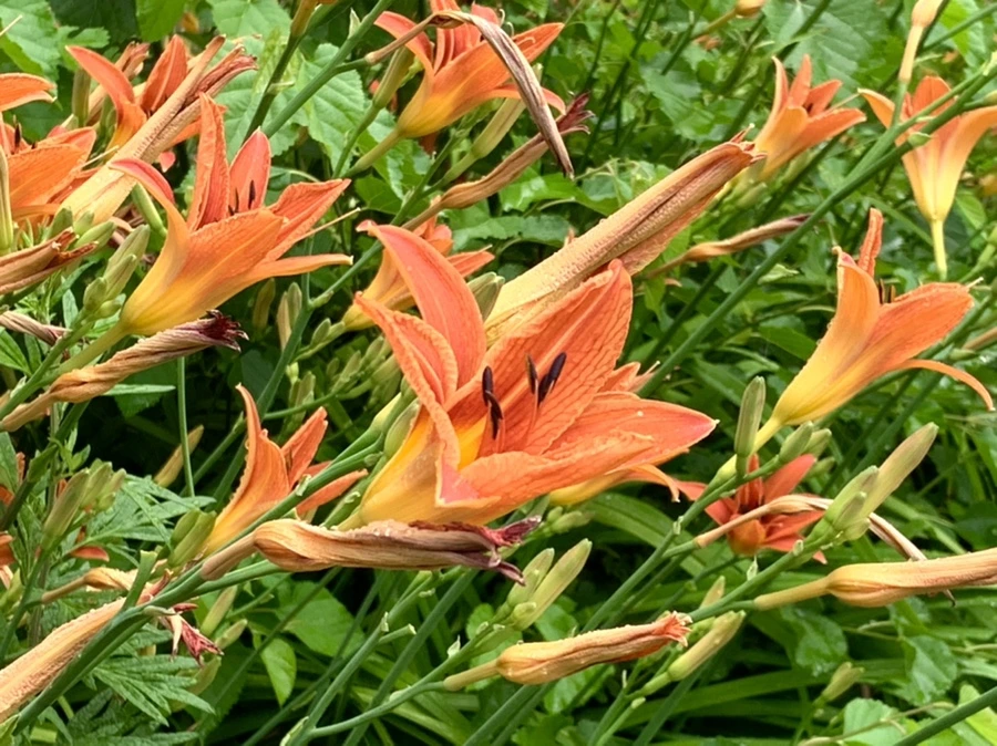 IMG_3593.jpg?type=w966