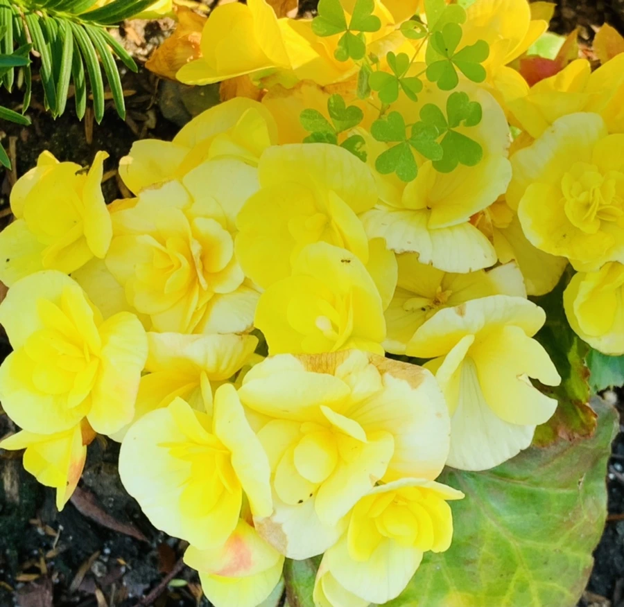 IMG_8321.jpg?type=w966