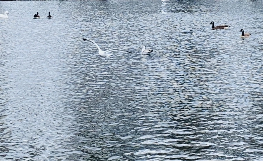 IMG_7392.jpg?type=w966