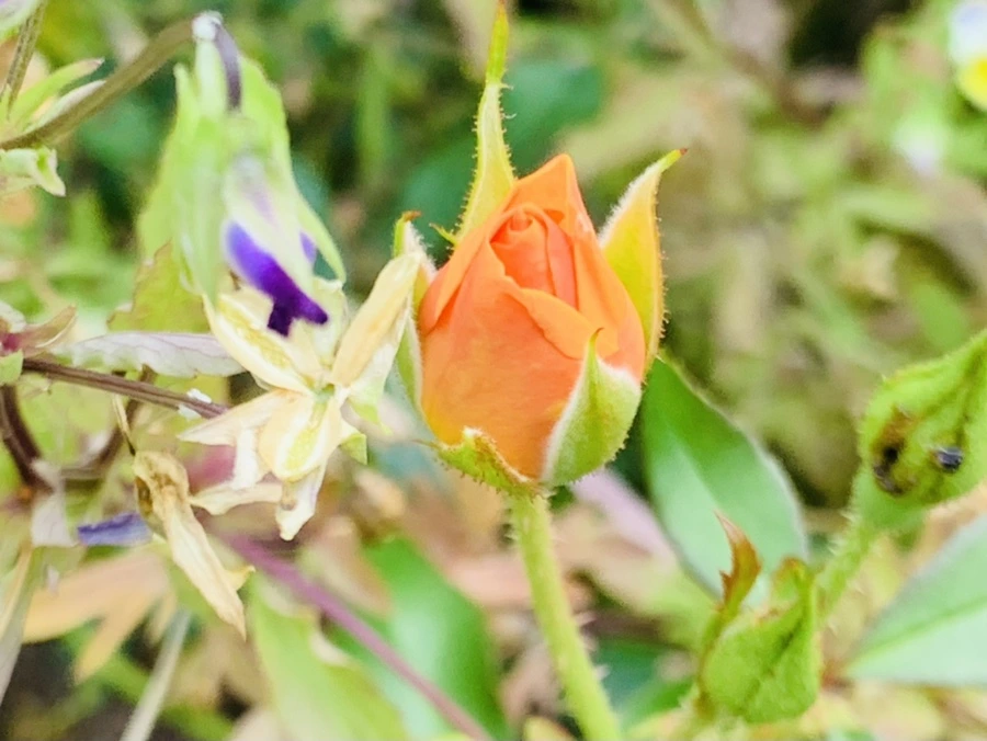 IMG_4931.jpg?type=w966