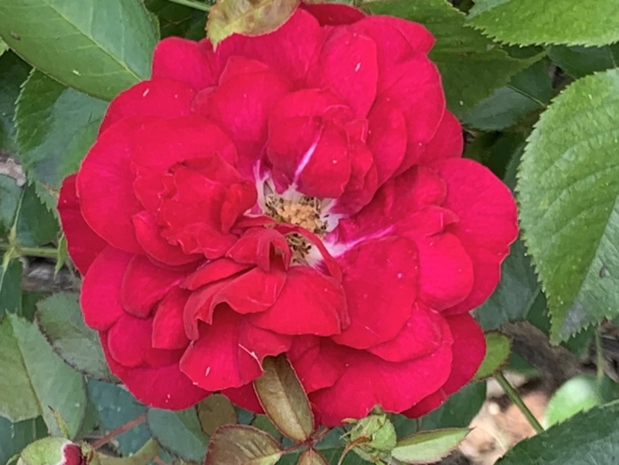 IMG_5466.jpg?type=w966