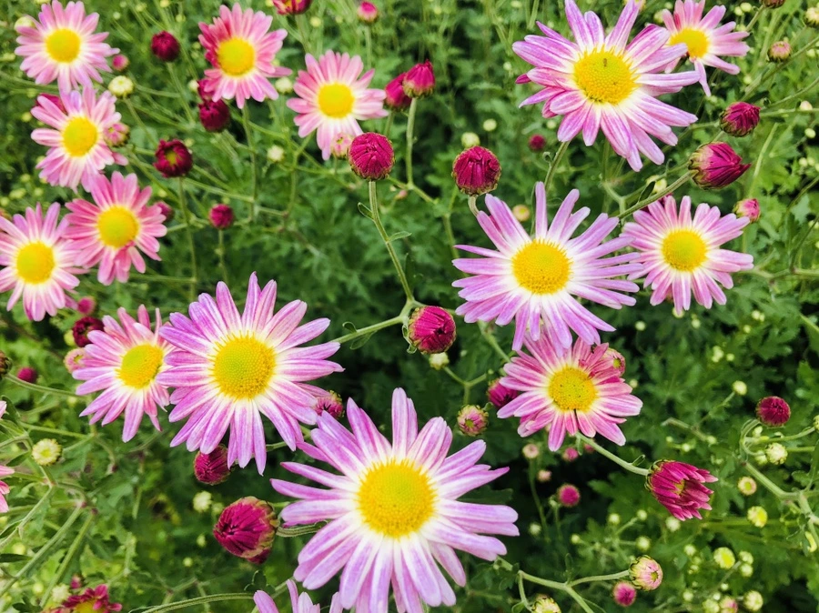 IMG_1840.jpg?type=w966