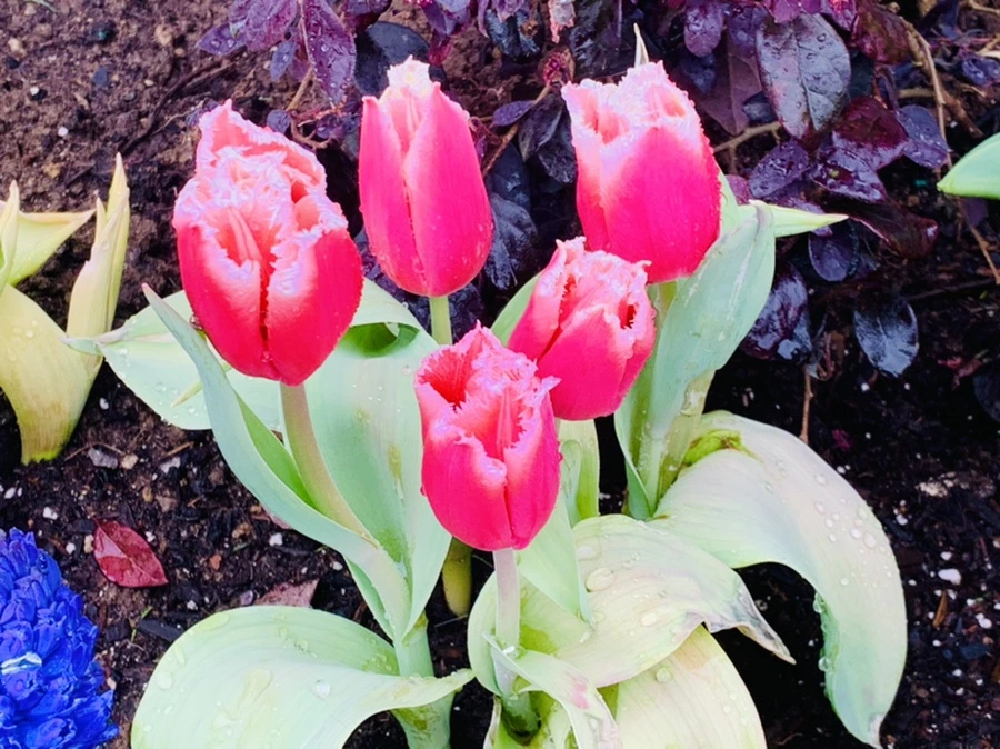 IMG_6196.jpg?type=w966