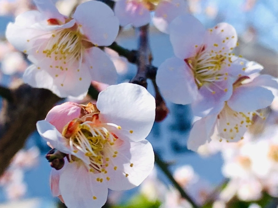 IMG_1354.jpg?type=w966