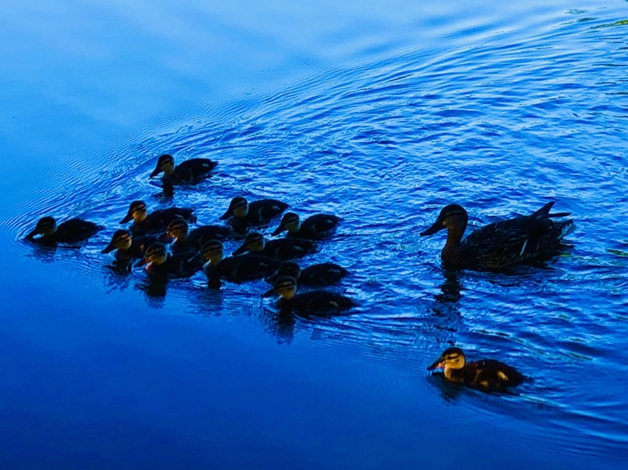 IMG_2710.jpg?type=w966