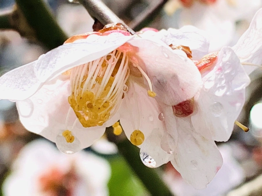 IMG_3995.jpg?type=w966