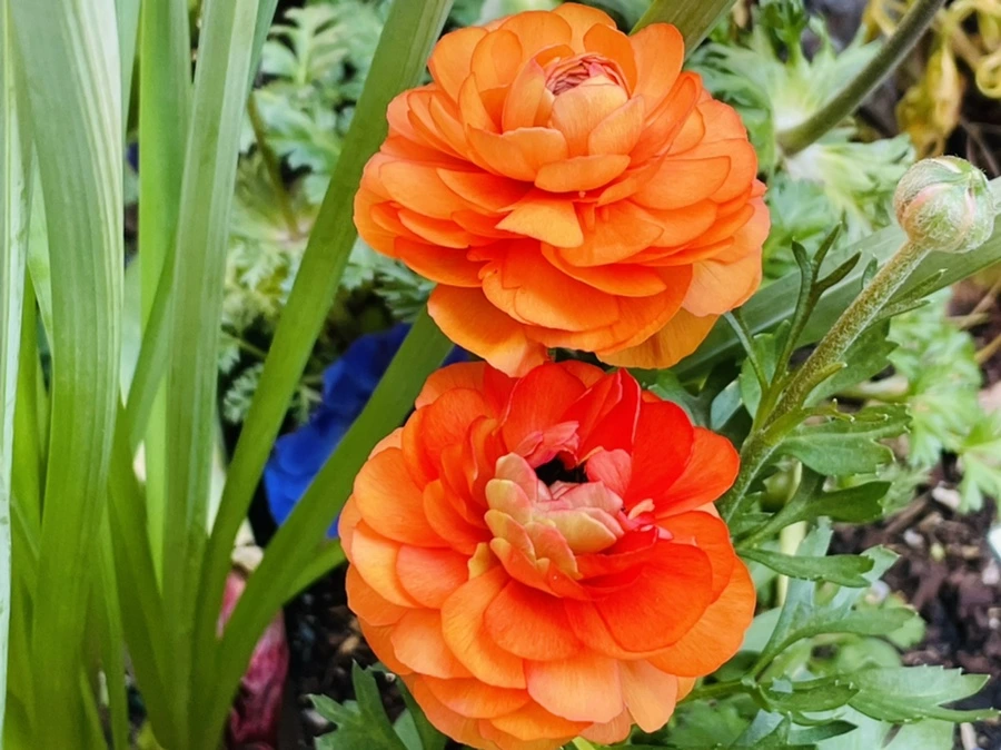 IMG_1494.jpg?type=w966