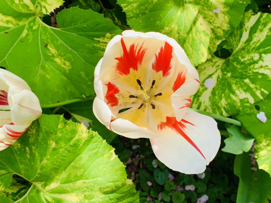 IMG_6873.jpg?type=w966