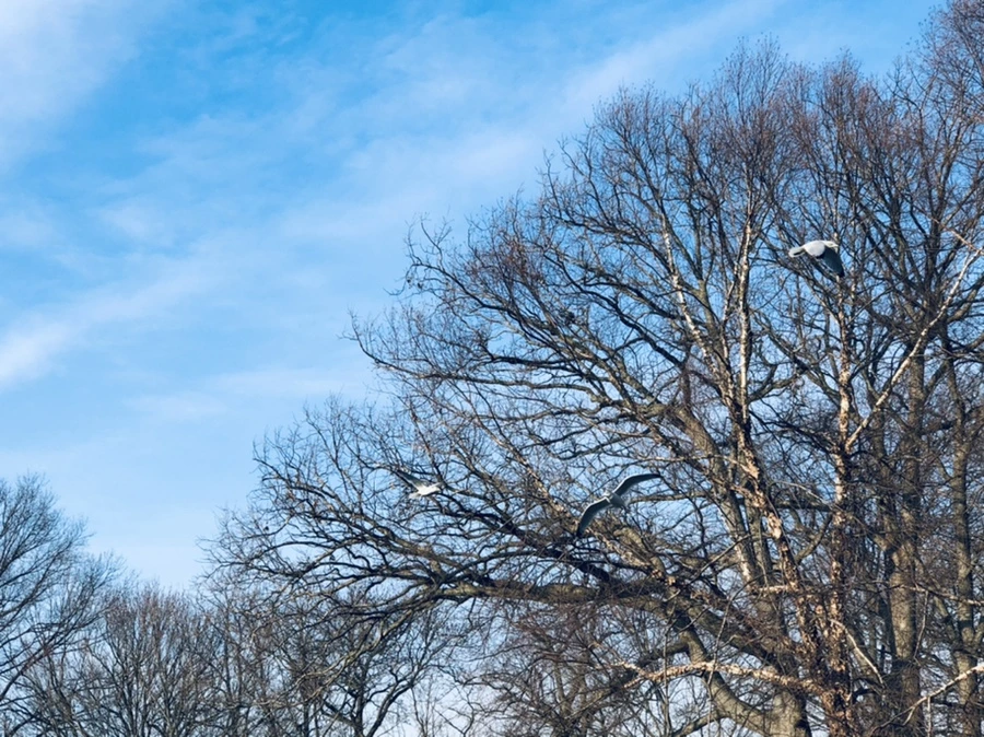 IMG_2619.jpg?type=w966