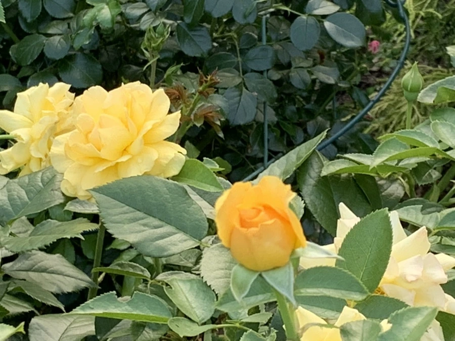 IMG_2947.jpg?type=w966