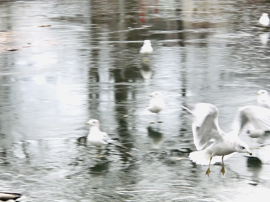 IMG_8900.jpg?type=w966