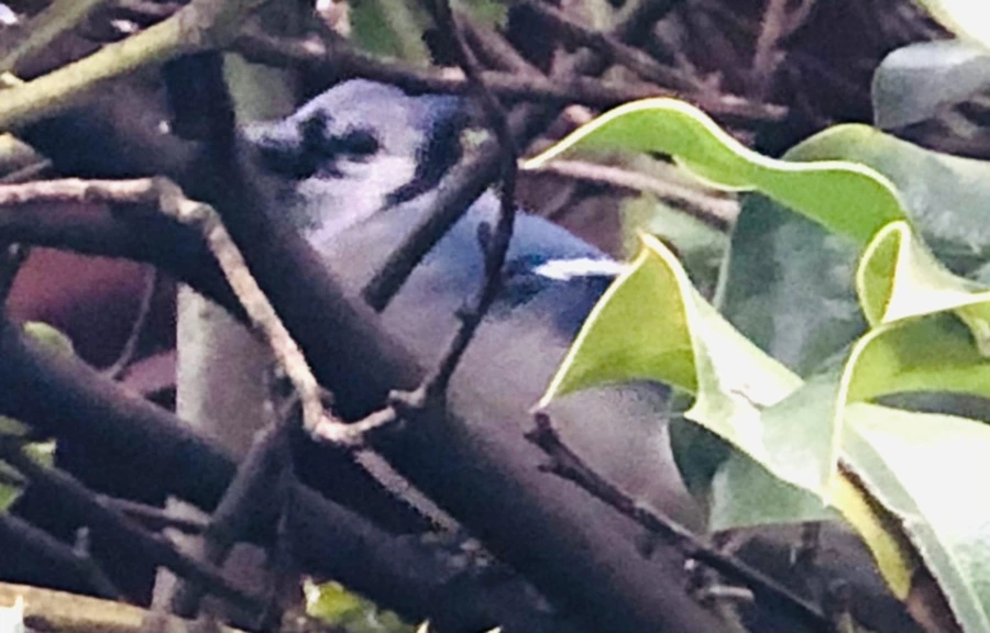 IMG_6346.jpg?type=w966