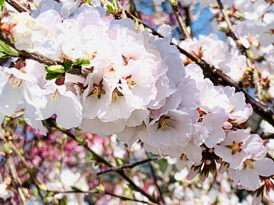 IMG_8067.jpg?type=w966