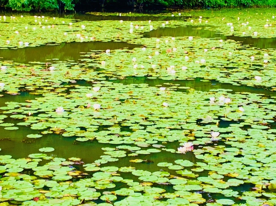 IMG_5854.jpg?type=w966