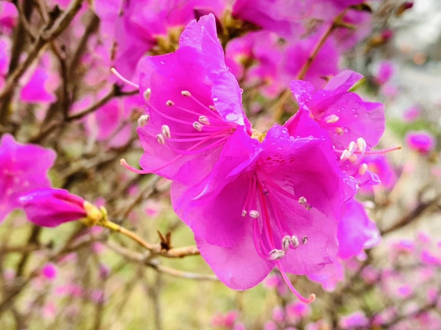 IMG_4809.jpg?type=w966