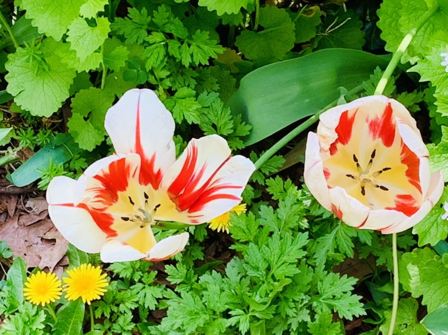 IMG_6890.jpg?type=w966