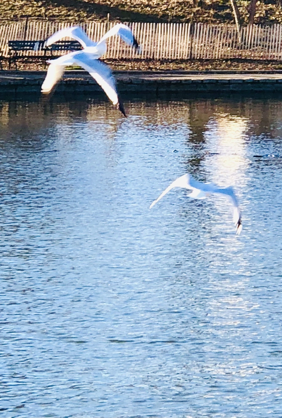 IMG_9315.jpg?type=w966