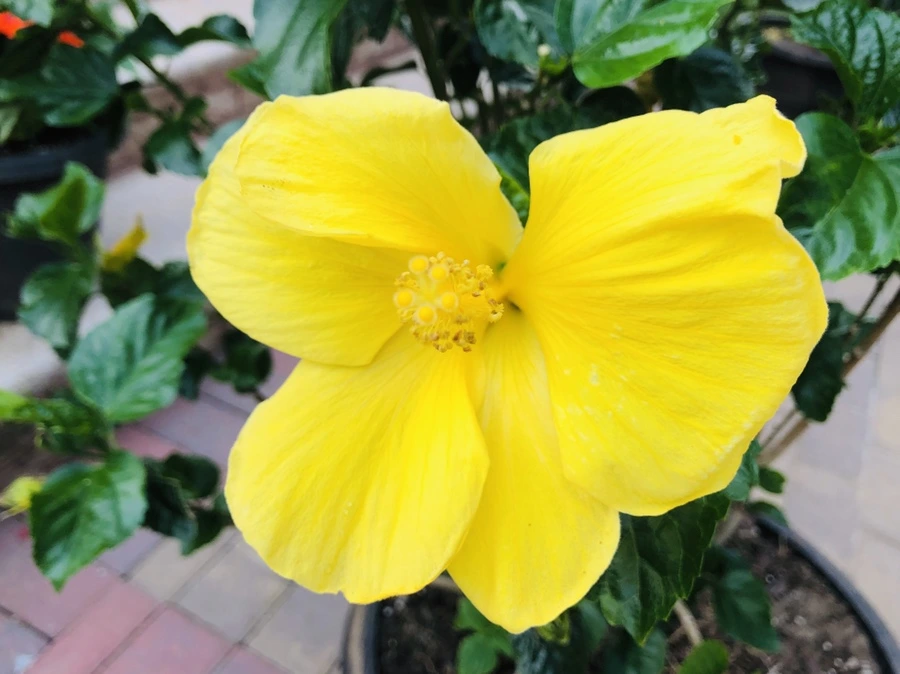 IMG_3445.jpg?type=w966