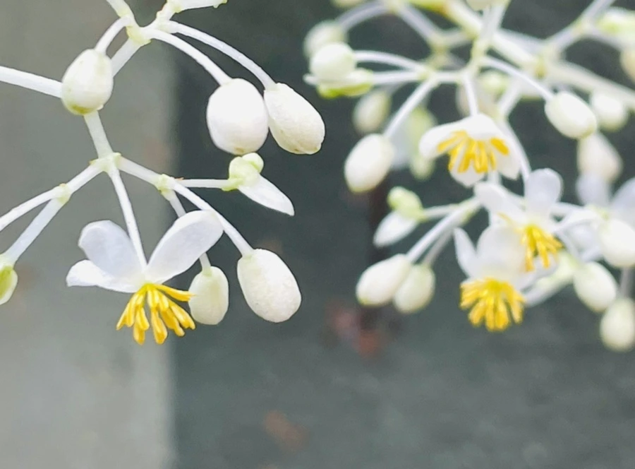 IMG_4228.jpg?type=w966