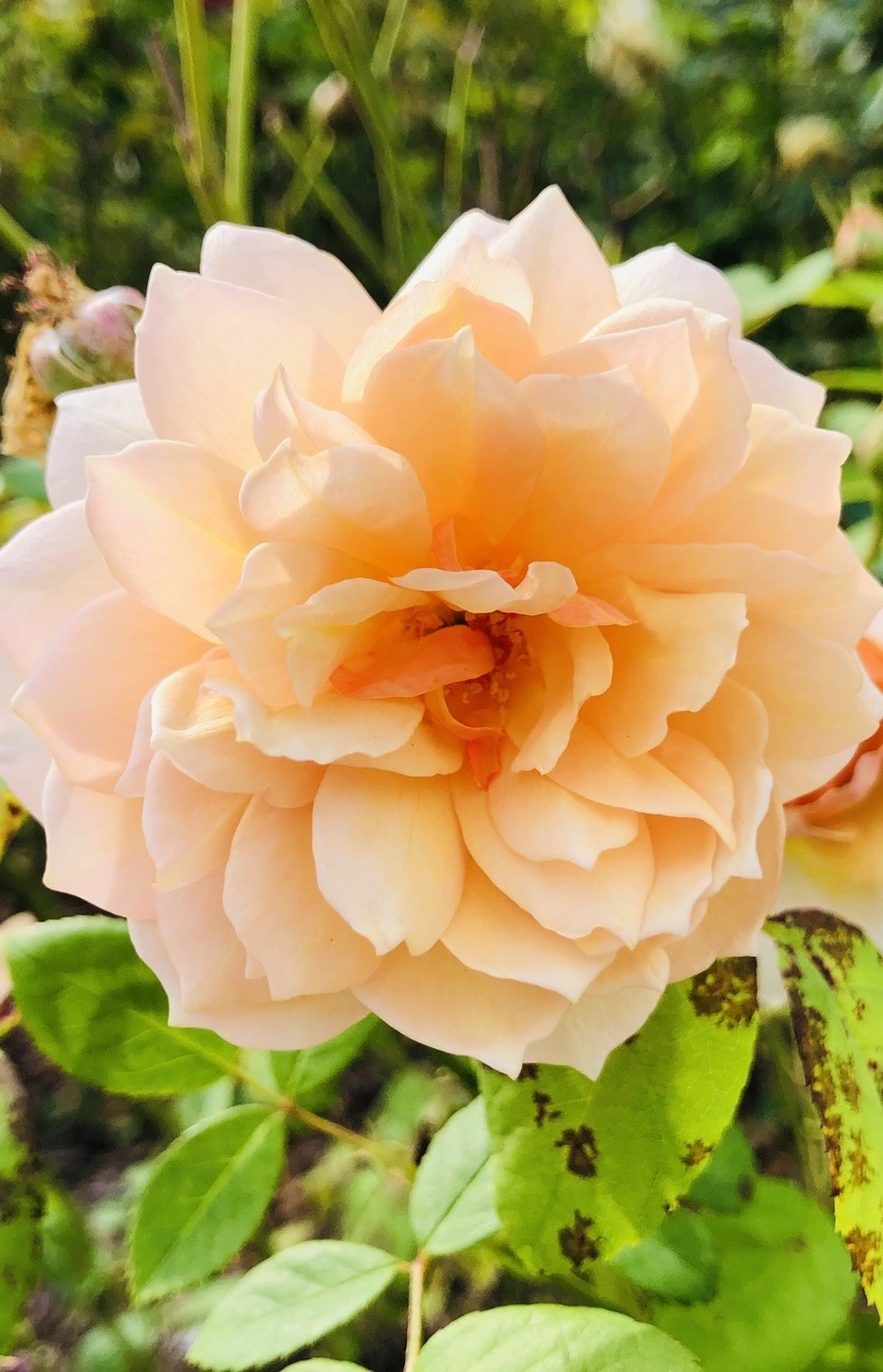 xBc-XT06GwxLodSfTW-TOzyopMA