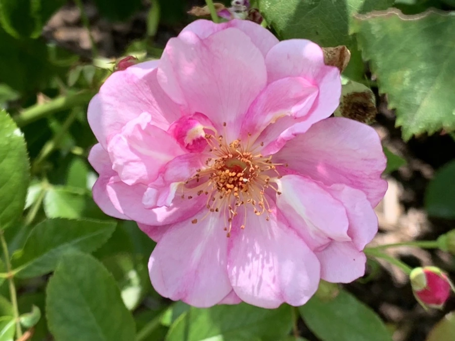 IMG_5470.jpg?type=w966