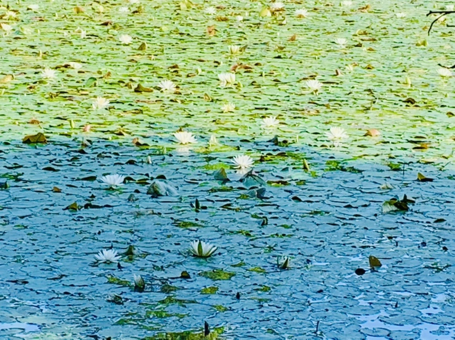 IMG_1172.jpg?type=w966