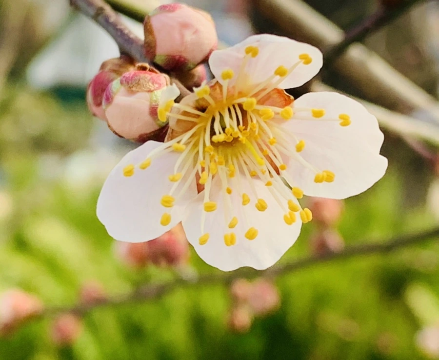 IMG_0260.jpg?type=w966